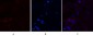 Cleaved-Caspase-9 p35 (D315) Polyclonal Antibody